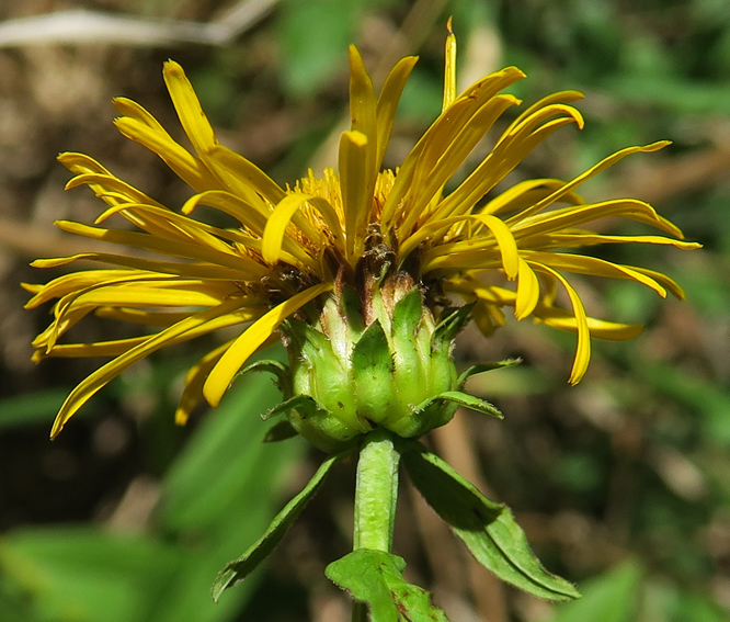 inula